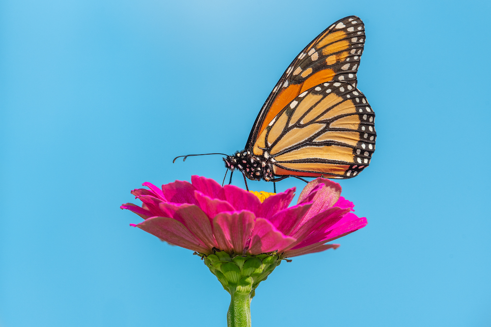 Monarch Butterfly on Zinnia
@Melissa Burovac