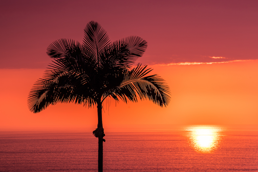 Palm Tree Sunset 
@Melissa Burovac