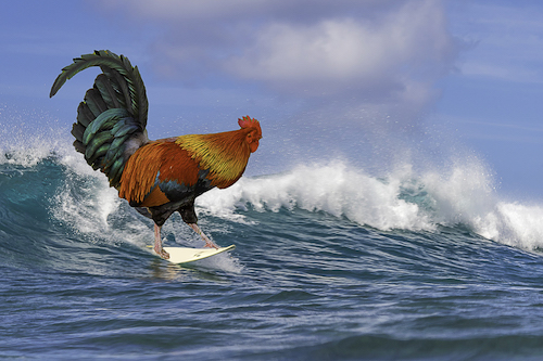 Surf Chicken
@Melissa Burovac