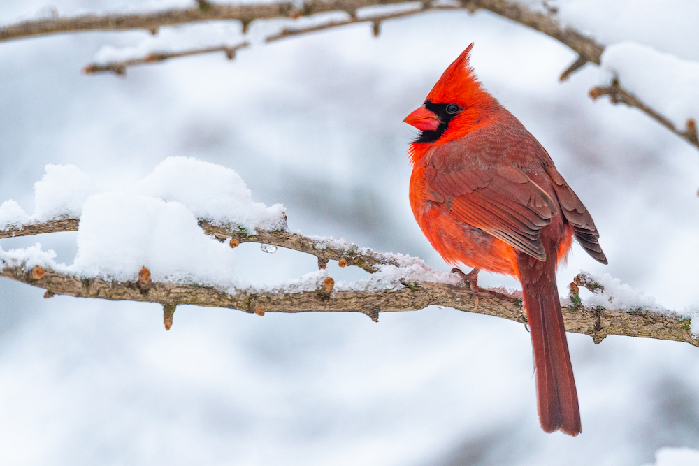 Winter Cardinal
@Melissa Burovac