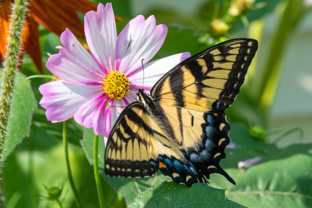 Yellow Swallowtail with Cosmo
@Melissa Burovac