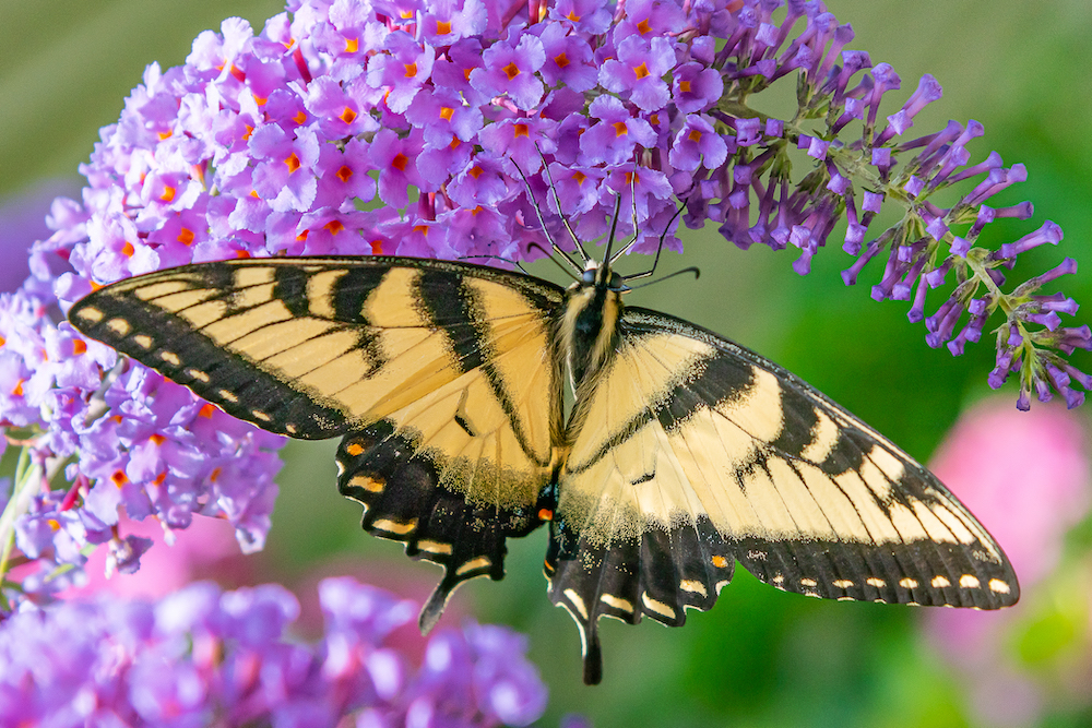 Swallowtail with Butterfly Bush
@Melissa Burovac
