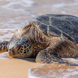 Beach Turtle