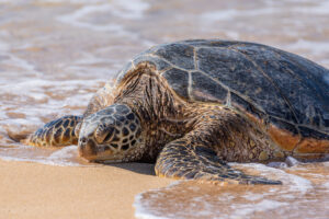 Beach Turtle