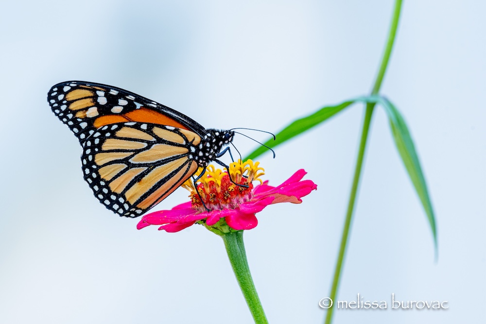 Goodbye to Summer (and Monarch Butterflies)