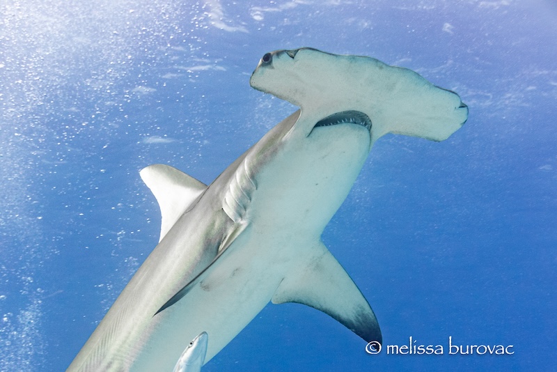 A quick trip to Bimini