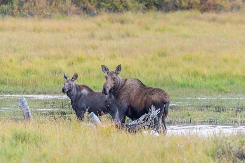 Moose crossing